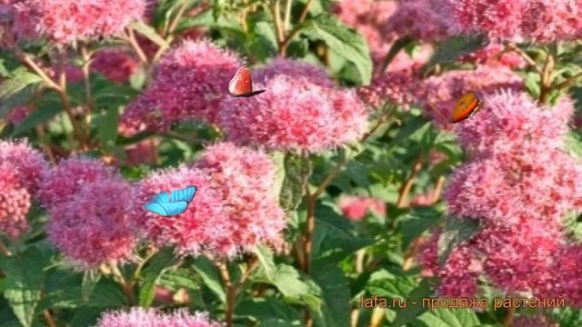 Спирея японская Суперстар (spiraea Japonica Superstar) 🌿 обзор: ка