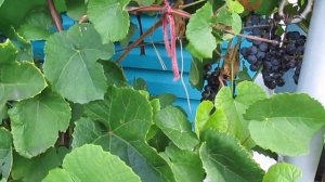 Обзор винограда // Сорт Изабелла