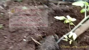 Мой метод посадки #рассады #помидор в теплицу. Все прос