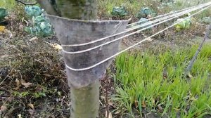 ✔️ Как ВЫРОВНЯТЬ НАКЛОНИВШЕЕСЯ ДЕРЕВО