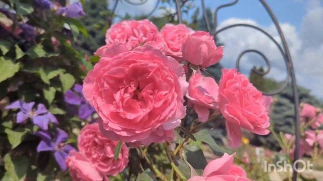 Моя чудова витка троянда Парад ( Parade)🌹💕#flowers #rose