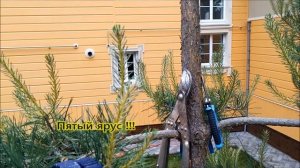 Сосна ниваки из сосны обыкновенной своими руками в те?