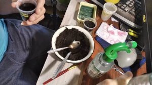 ОГУРЦЫ ПРОРОСШИЕ СЕМЕНА СЕЕМ В СТАКАНЧИКИ С ЗЕМЛЁЙ