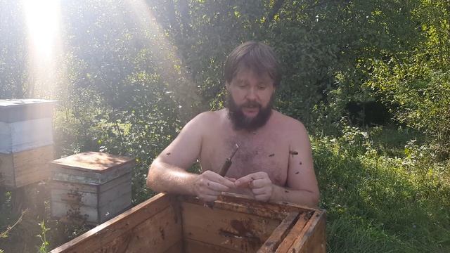 Собираю летковой прополис) ( bee glue gathering) смотреть онлайн