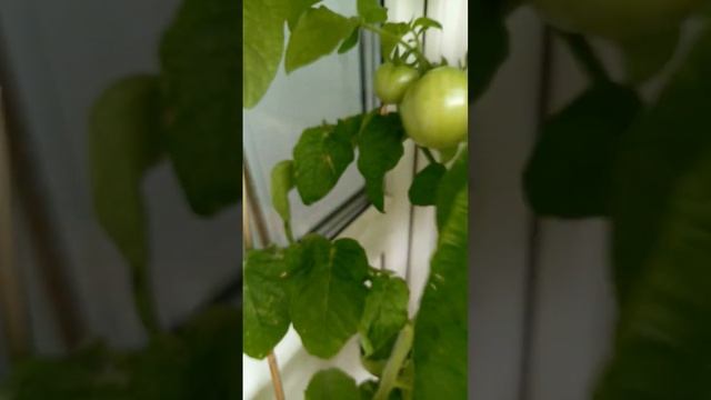 Жара наконец отступила , у меня помидорки покраснели ? смотреть онлайн