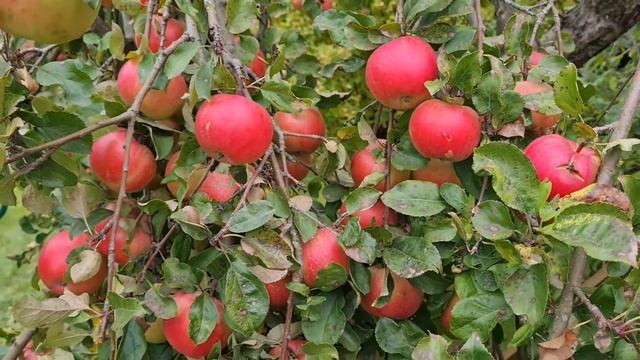 Закладка яблок на длительное хранение смотреть онлайн