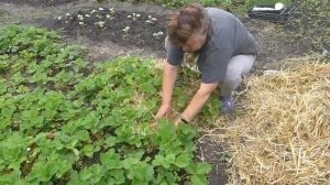 Мульчируем клубнику соломой. Сохраняем влагу и повыша