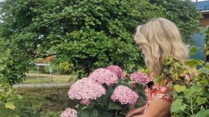 Гортензии: Анабель,  Свит Анабель,  Саммер Лав