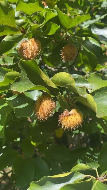 Бук звичайний , лісовий або європейський ( Fagus sylvatica ) смотреть онлайн
