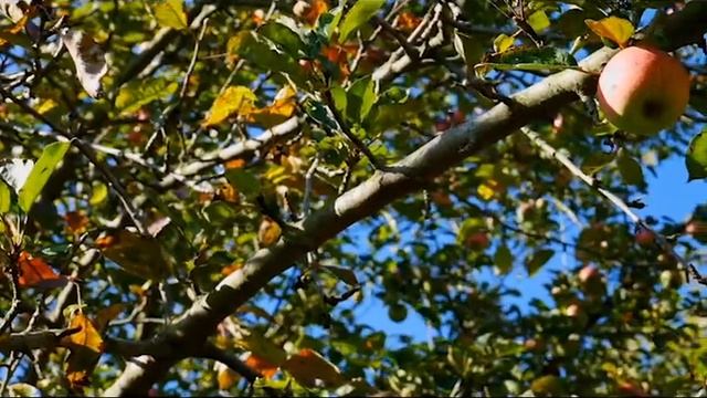 Почему гвоздь вбитый в яблоню дает невероятный урожай смотреть онлайн