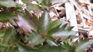 Падубы в моем саду. Часть 2.