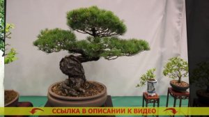 ❌ Сакура бонсай как вырастить из семян ⚠ Бонсай дуб к?