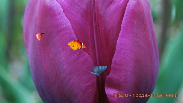 Тюльпан обыкновенный Негрита (tulipa Negrita) 🌿 Негрита обз?