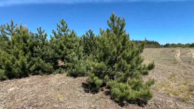 Сосны Обыкновенные, Сосна Крымская смотреть онлайн