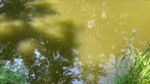 Посадка семян лотоса в пруд Как вариант