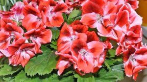 Черенкование Пеларгонии весной в домашних условиях