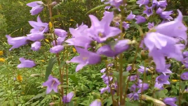 Деревянная дорожка со скамейками появилась в Бошняко?