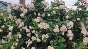 РОЗА БУКЕТ ПАРФЕ. 2025.