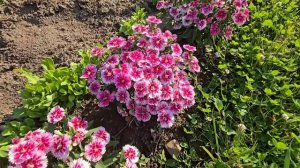 СЕЛЬСКАЯ ЖИЗНЬ В США ! СЕЛЬЧАНКА В АМЕРИКЕ!