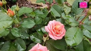 роза ВИВЬЕН ВЕСТВУД. Обзор