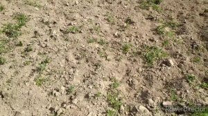 Кабаны уничтожили картошку.