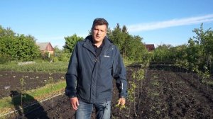 Сад груши на карликовом подвое 28.05.20