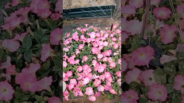 Обзор Сортов петунии - Изи Вейв - Шок Вейв - Петуния выр? смотреть онлайн