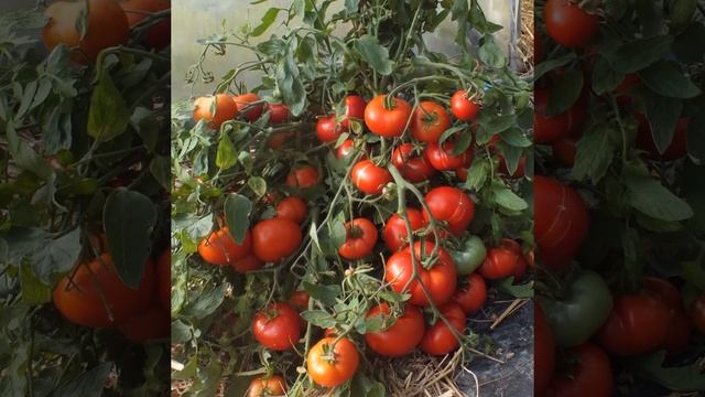 ТОМАТ МОНГОЛЬСКИЙ КАРЛИК - ОПИСАНИЕ СОРТА, ФОТО - харак смотреть онлайн