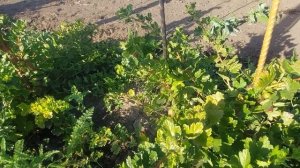 Крыжовники Роско и Английский жёлтый