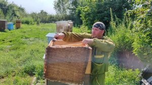Отбор Медовых рамок на откачку! Качаем Мёд!