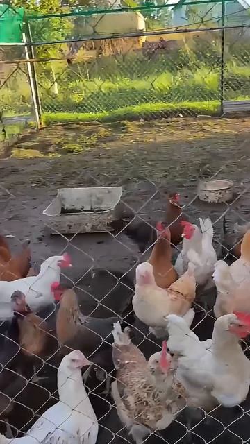 Видео от подписчика «Куриный босс». смотреть онлайн