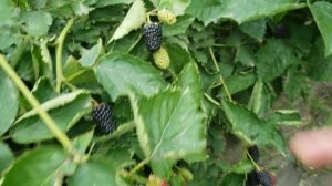 Ежевика Прайм Арк Фридом. Крупноплодный сорт.