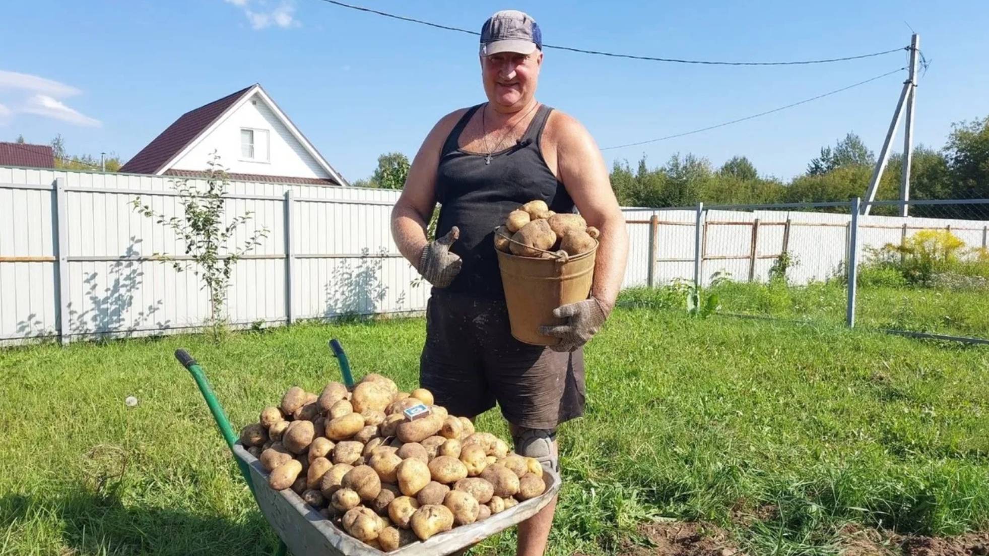 ЧТО ВЫРОСЛО ИЗ КАРТОШКИ КУПЛЕННОЙ В "ПЯТЁРОЧКЕ"! 09.09.2025 ГОД. смотреть онлайн