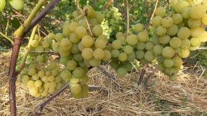 Виноград "Онтарио"