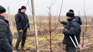 Обрезка абрикосового сада | Питомник Маценко