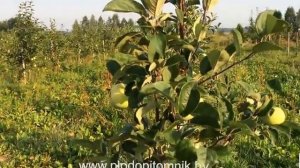 Яблоня сорт Конфетное.   Ранние летние сорта яблонь