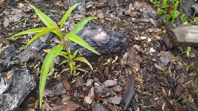 Миндаль из магазинного орешка