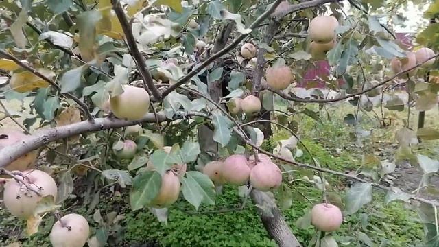 Как хороший урожай может погубить дерево. Спасение яб?