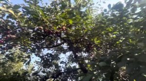 Вишня Харитоновская. Цветение и урожай. 2025 год