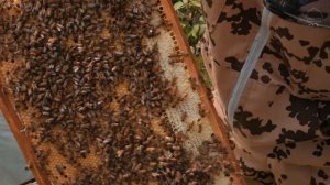 ФИЛЬМ «ПЧЕЛОВОД»