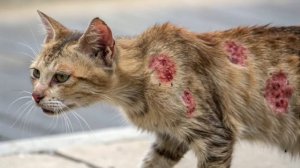 Урок 25 | 7 класс.Биология.Грибы — паразиты растений, жи?