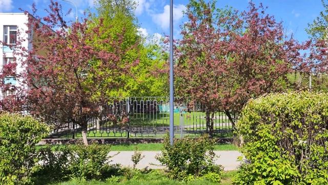 Розовые яблони в Чертаново смотреть онлайн