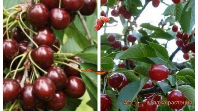 Вишня плодовая Шоколадница-Молодежная 🌿 обзор: как с? смотреть онлайн