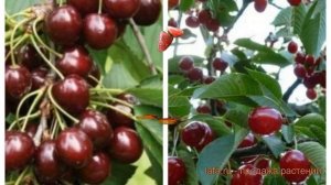 Вишня плодовая Шоколадница-Молодежная 🌿 обзор: как с?
