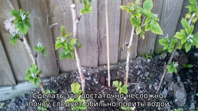 Малина Пингвин