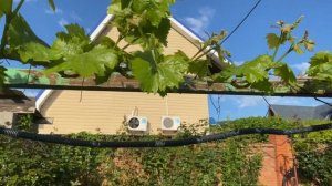 Виноград Дынька . Удачная прививка