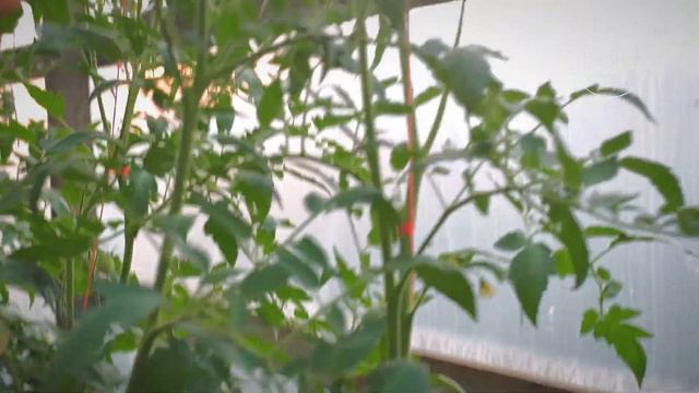 Жирование томатов — главные признаки. Ваши томаты точ смотреть онлайн