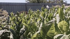 Обзор 10 сортов ТАБАКА, два месяца в открытом грунте