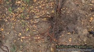 Ручной корчеватель "Бульдозер" - осмотр деревьев