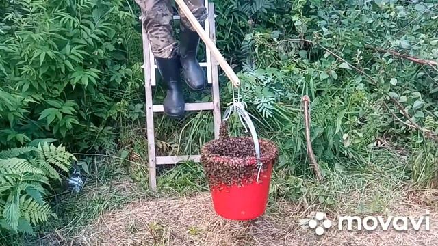 Ловля пчелиного роя. смотреть онлайн